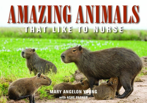 AMAZING ANIMALS-9781942493488